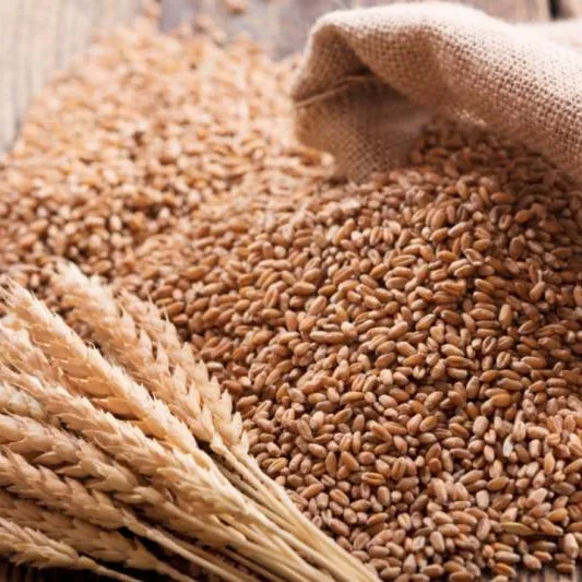 Dilkash 21 Wheat Seeds Al Aziz Corporation Hybrid Seed 50kg - KISSAN Cares - Price in Pakistan Today (گندم)