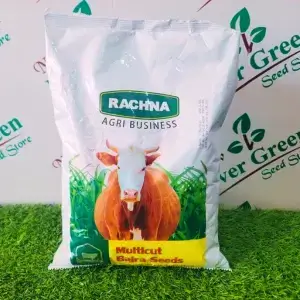 2nd Rachna Multicut Bajra Millet Seed 2kg – High Yield Fodder Bajra Seeds For Farming In Pakistan