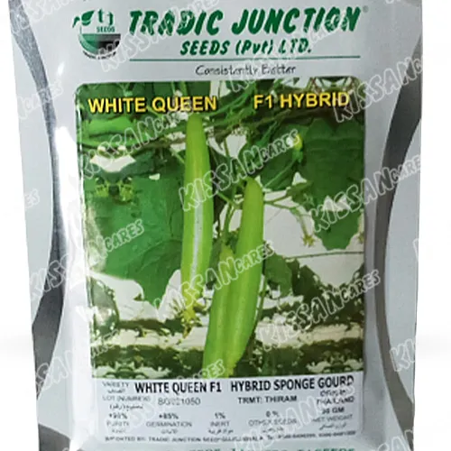 2nd Sponge Gourd White Queen F1 Hybrid Vegetable Seed 50gram Tradic Junction